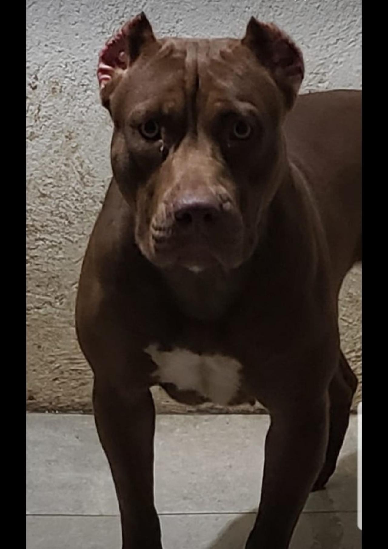 Photo of the dog