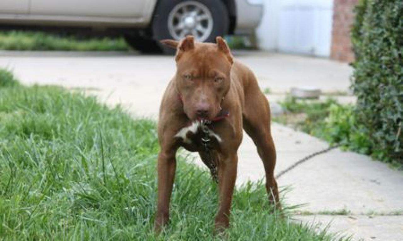 Photo of the dog