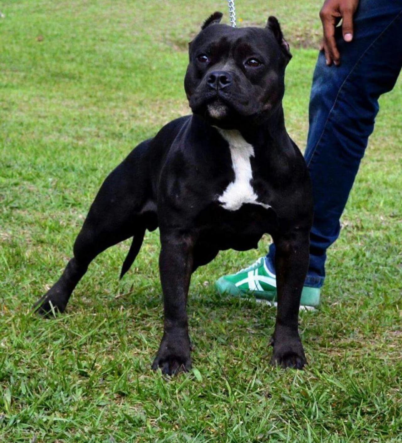 Photo of the dog