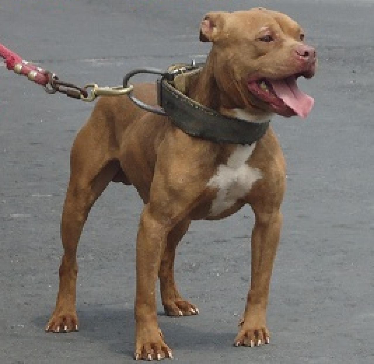 Photo of the dog