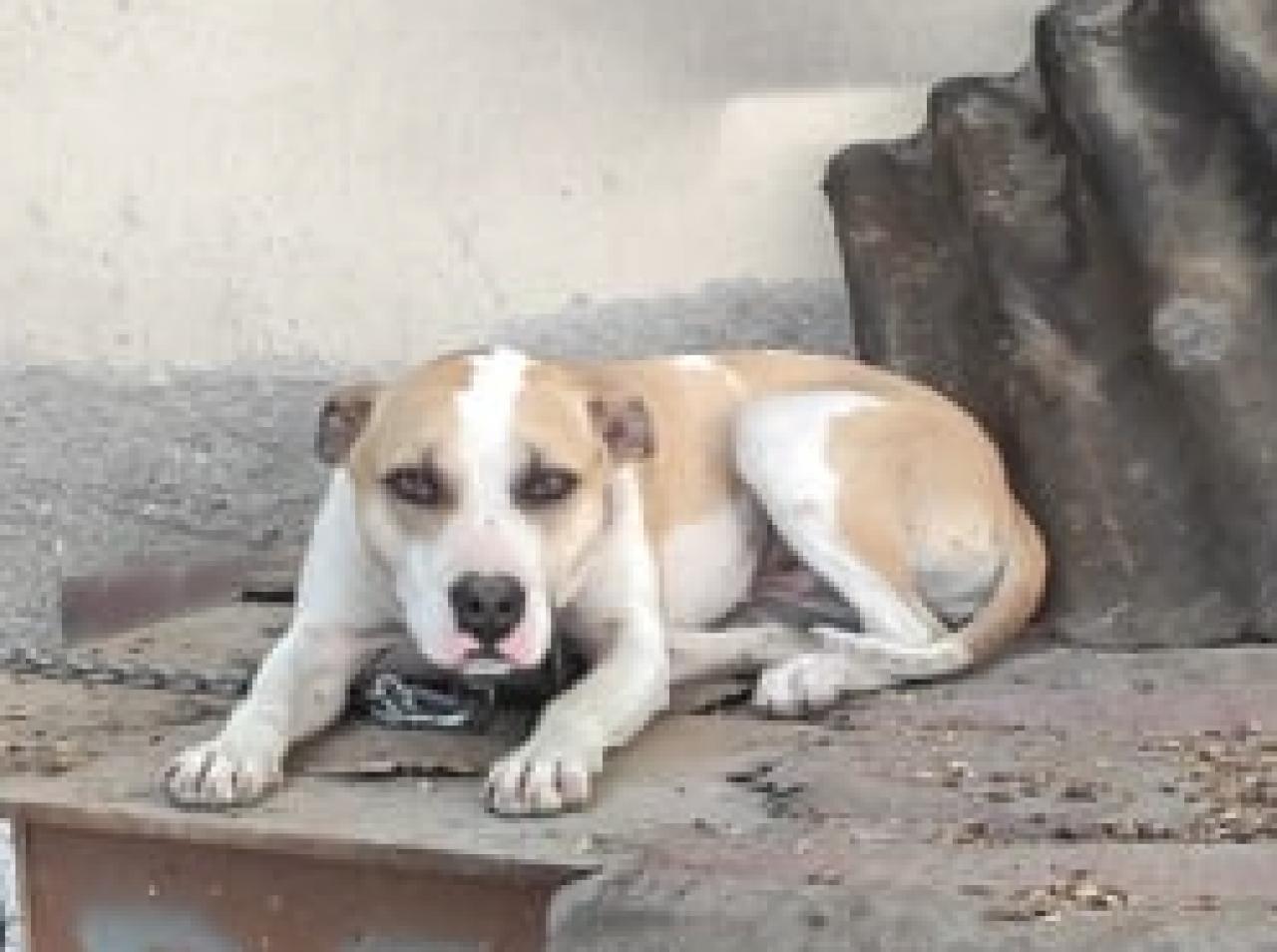 Photo of the dog