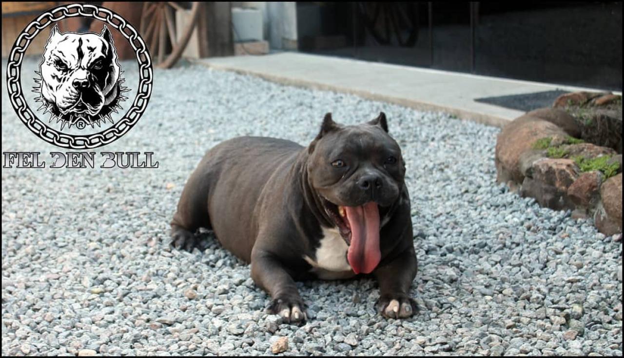Photo of the dog