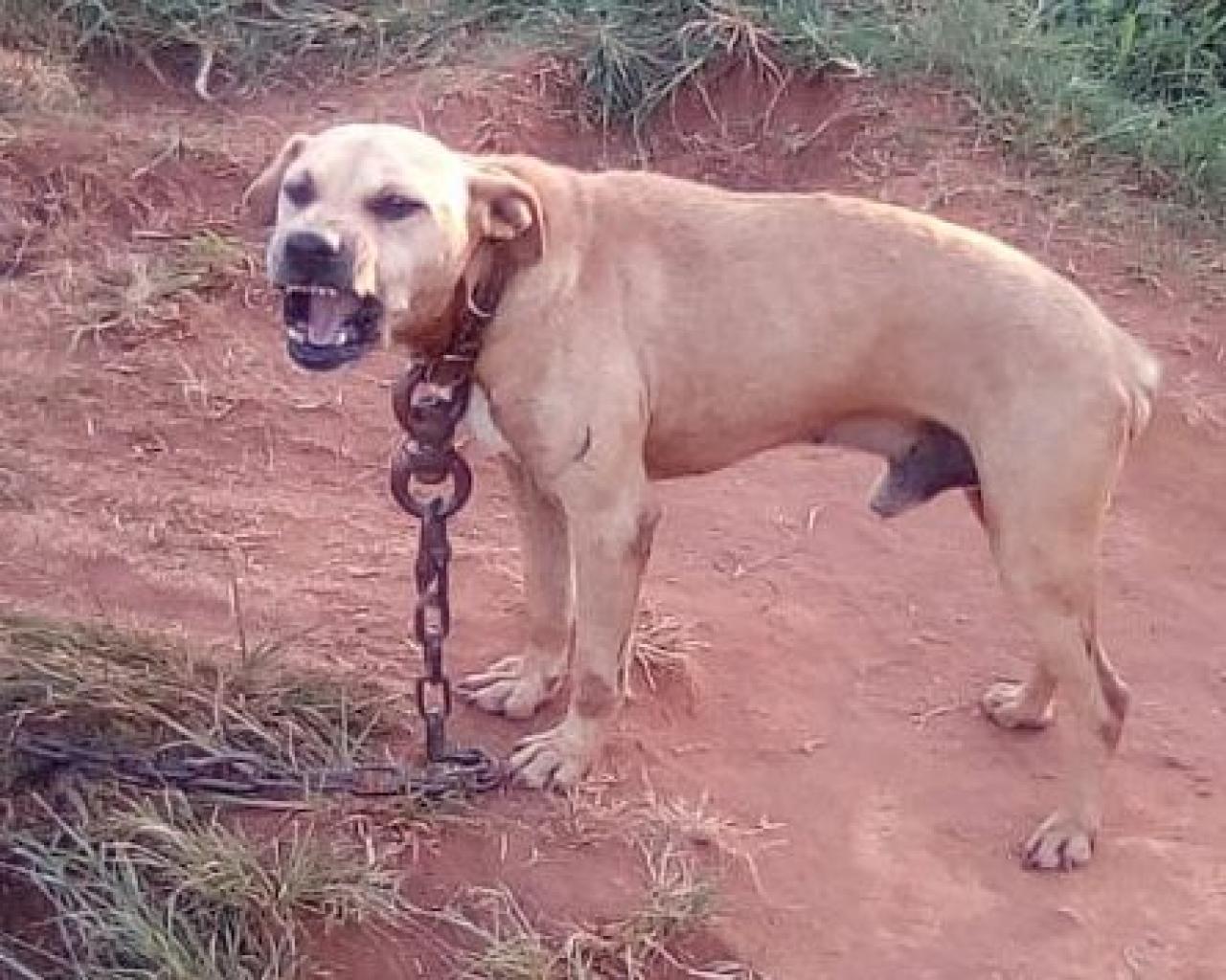Photo of the dog