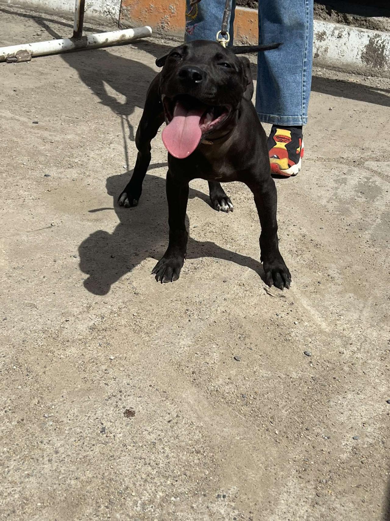 Photo of the dog