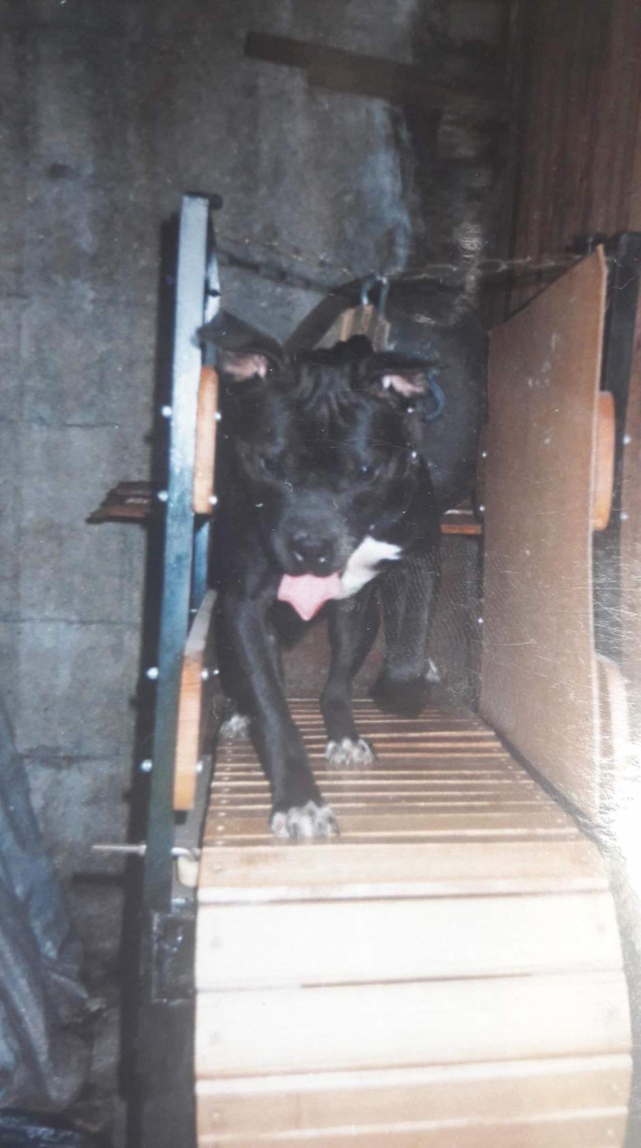Photo of the dog
