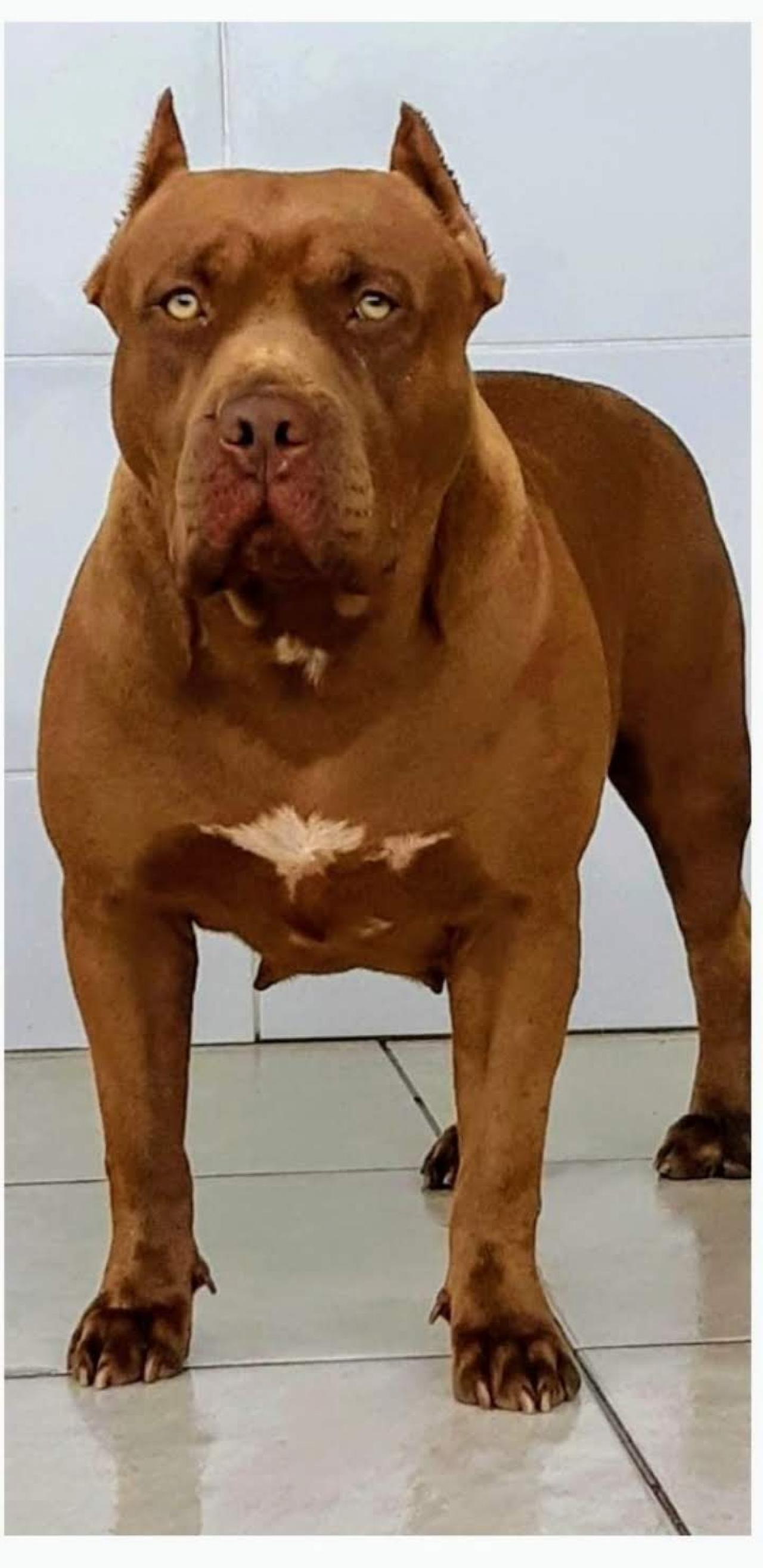 Photo of the dog