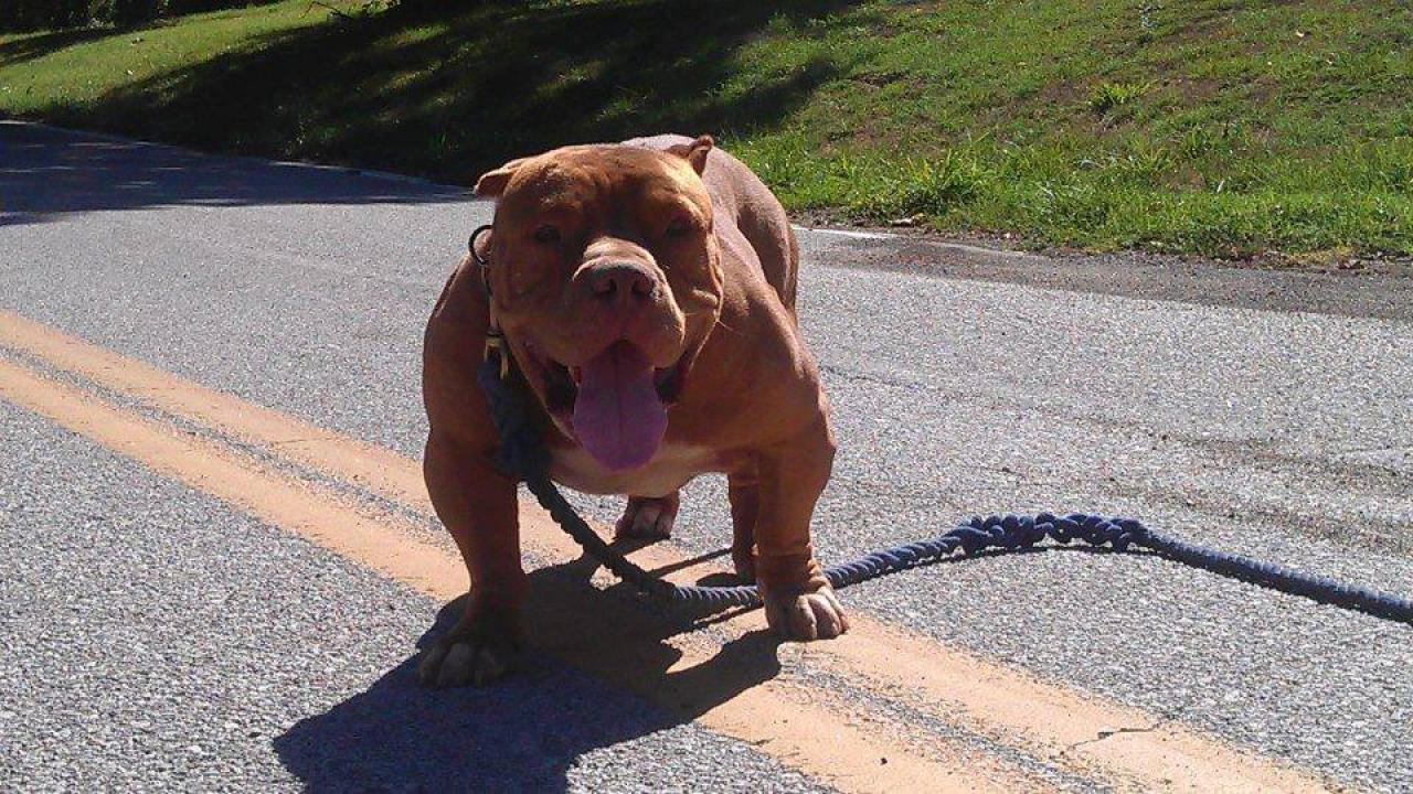 Photo of the dog