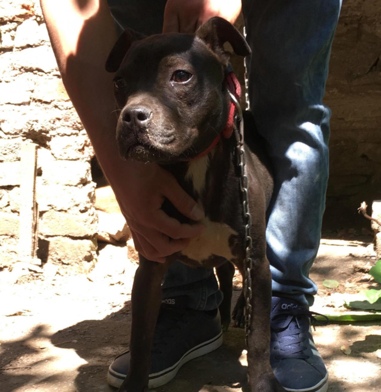 Photo of the dog