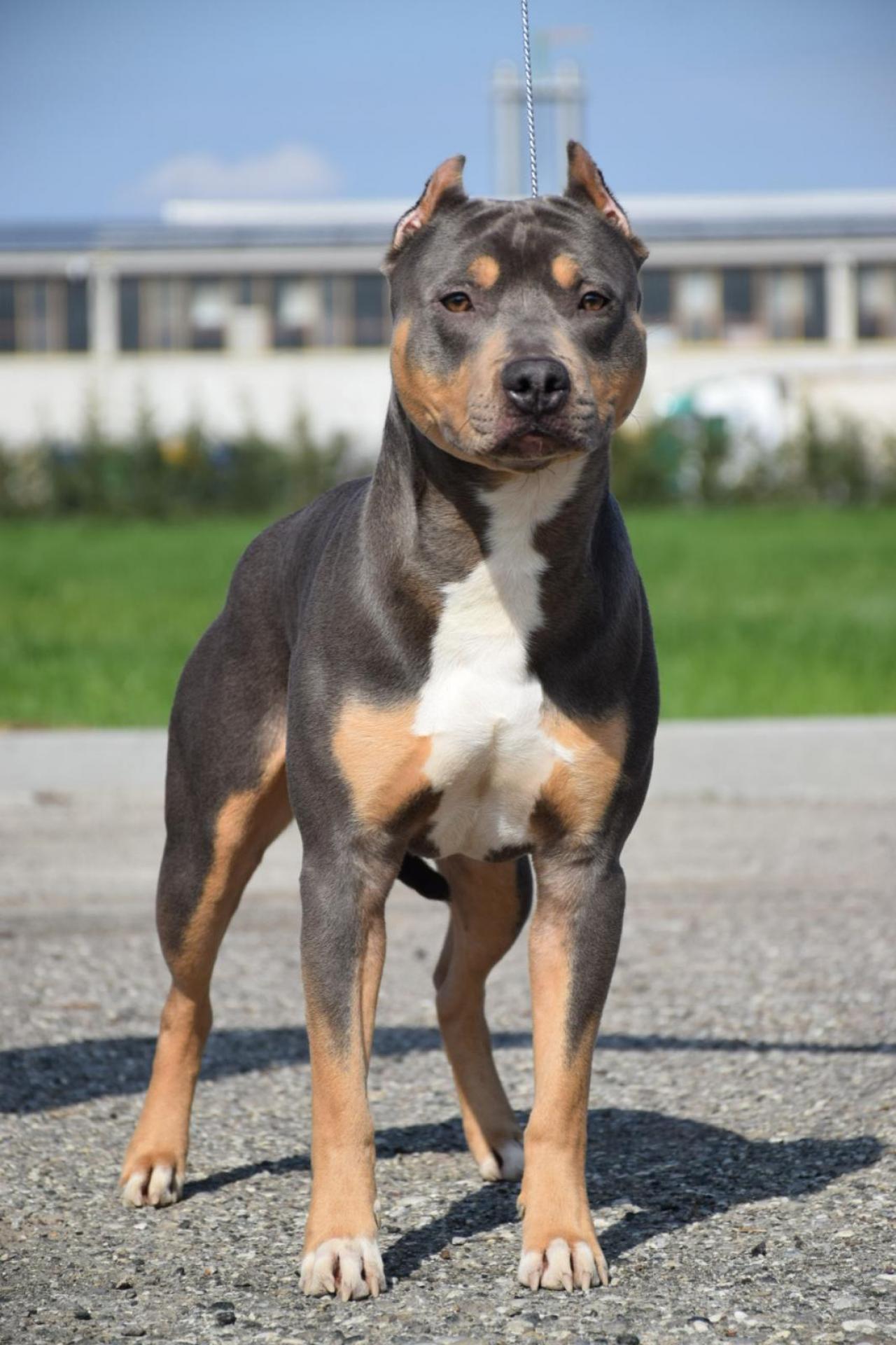 Photo of the dog