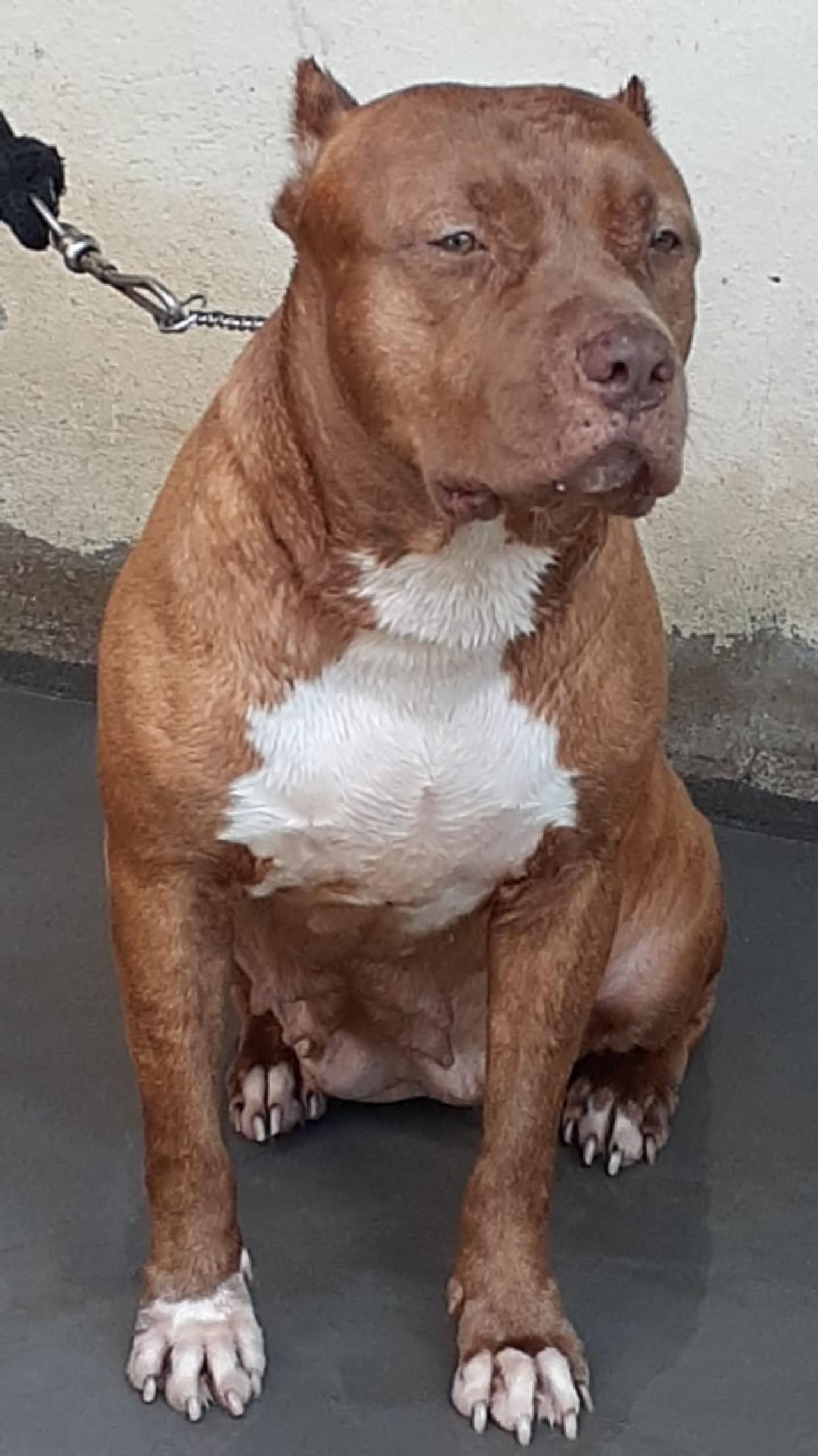 Photo of the dog