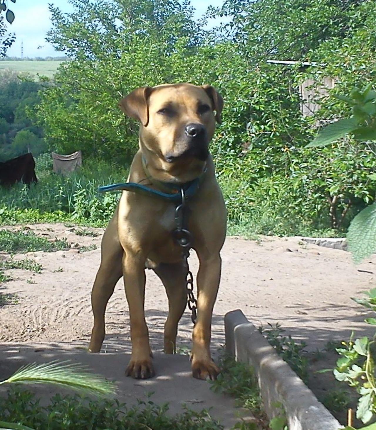 Photo of the dog