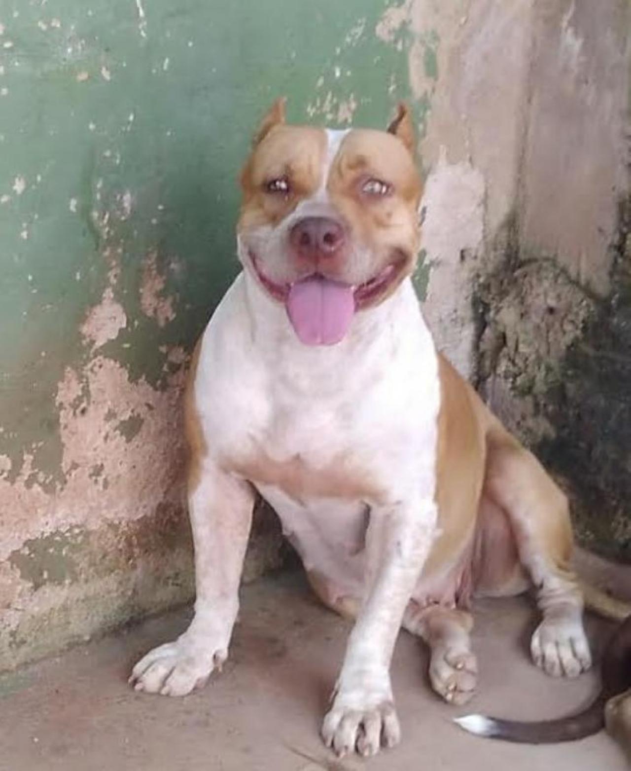 Photo of the dog