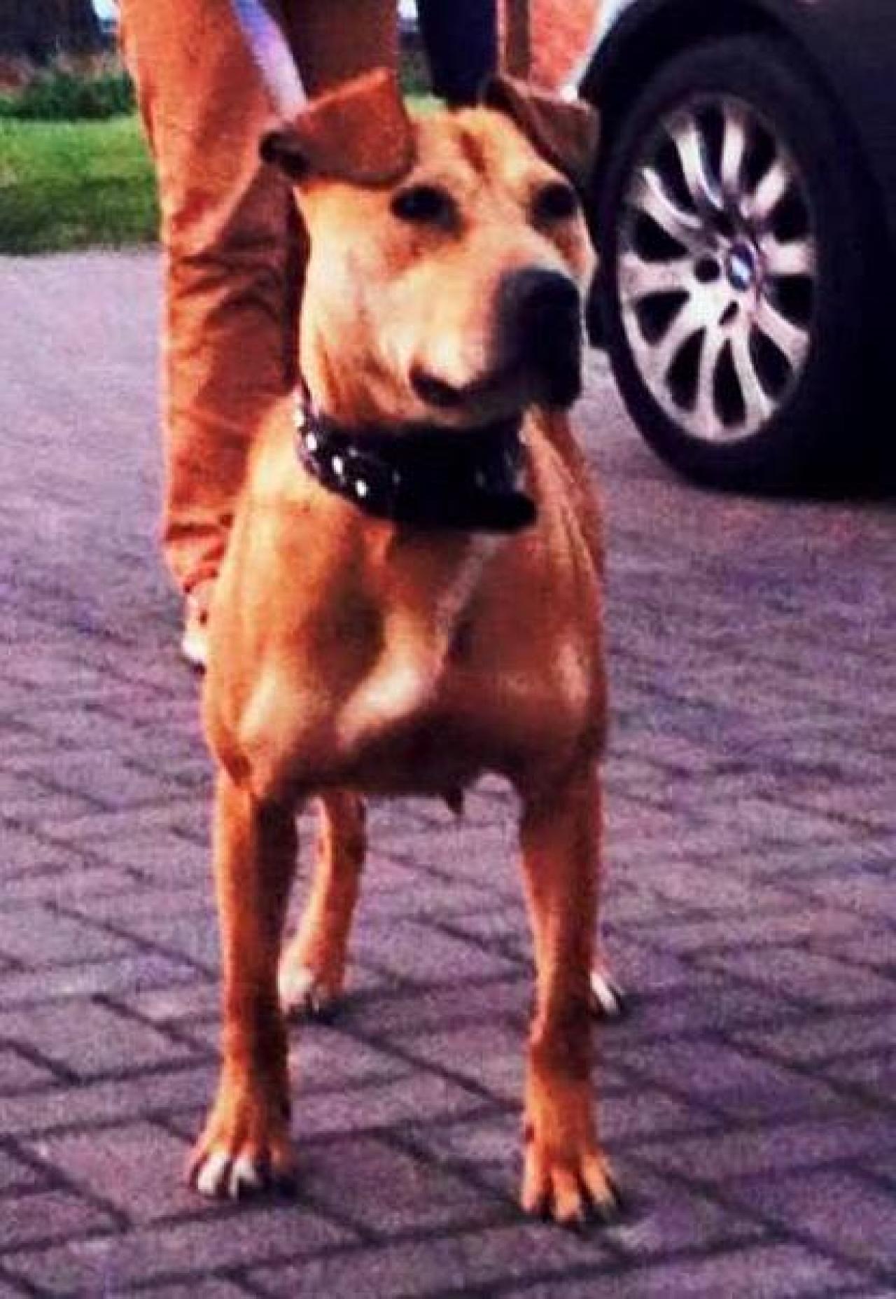 Photo of the dog