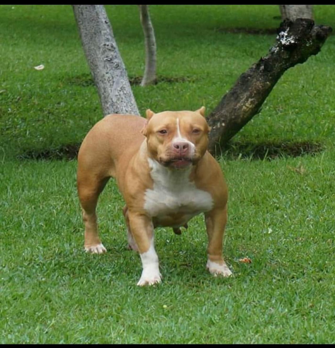 Photo of the dog