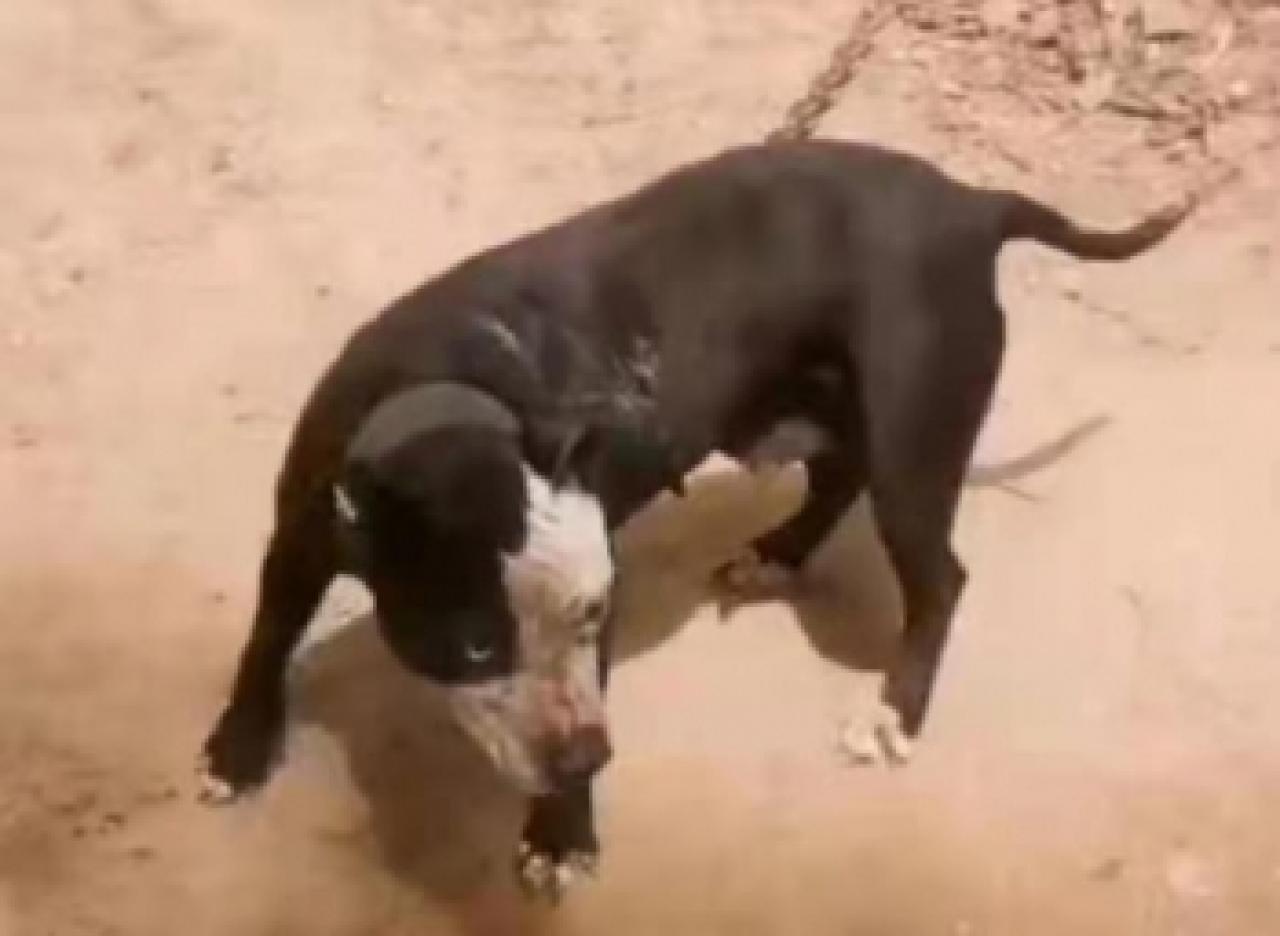 Photo of the dog