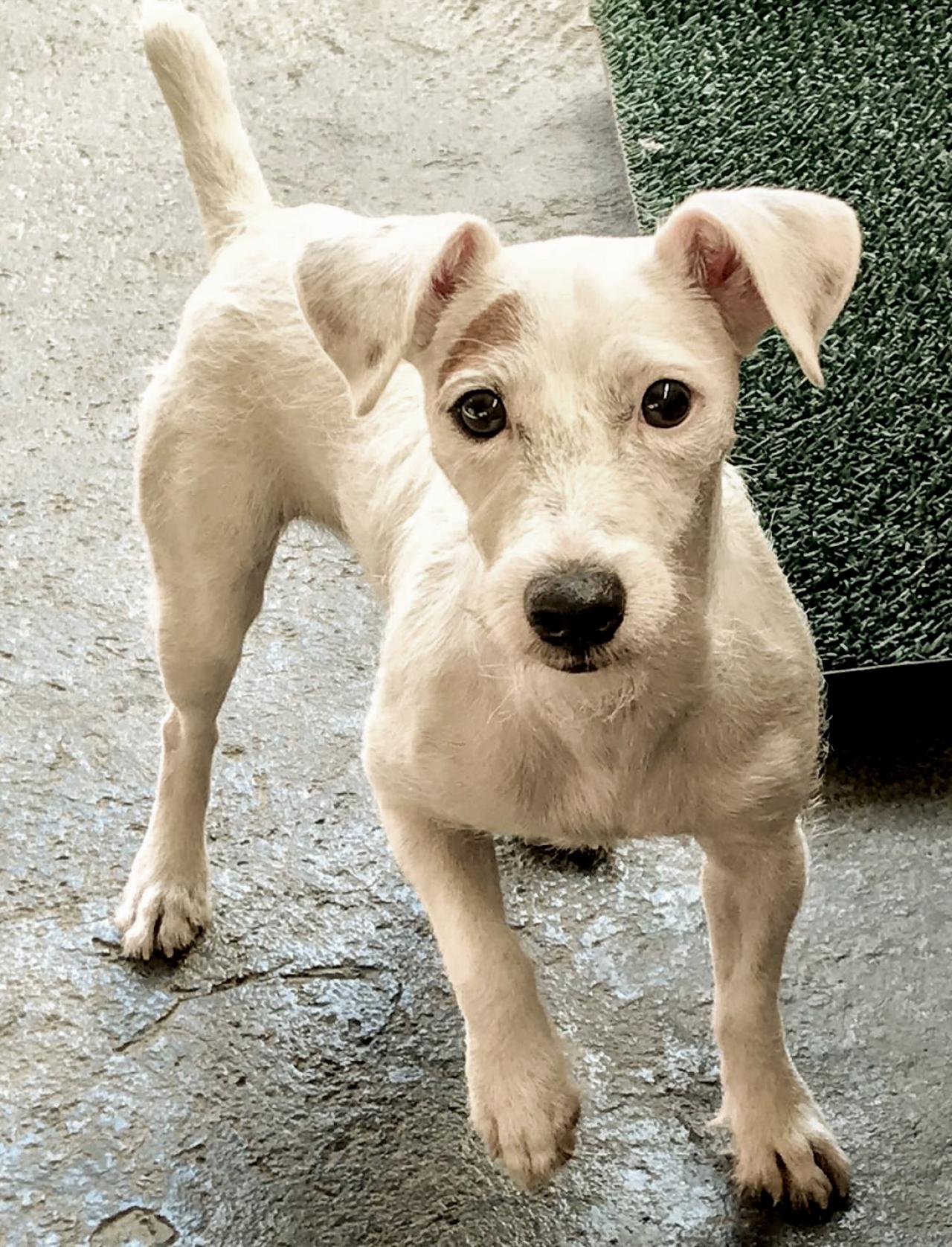 Photo of the dog