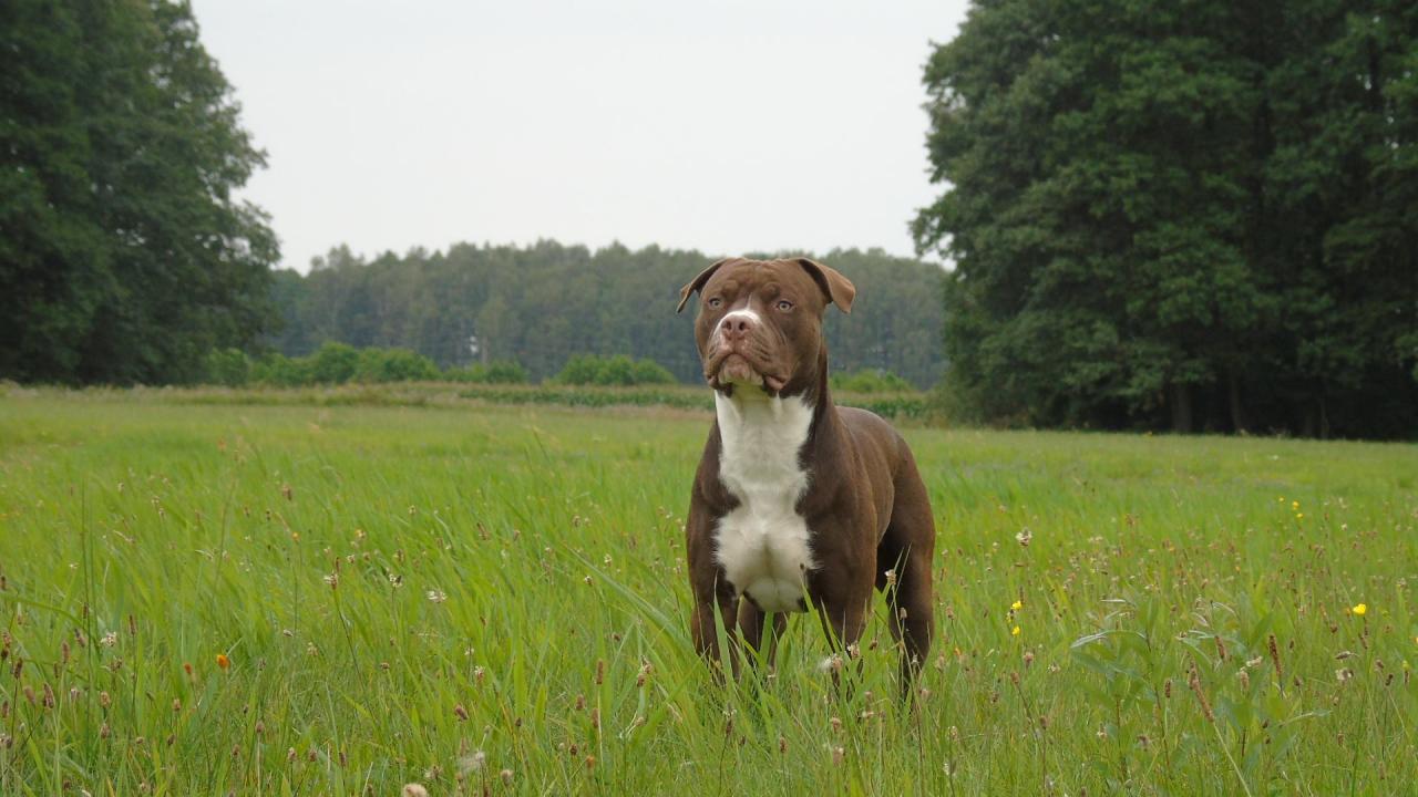 Photo of the dog
