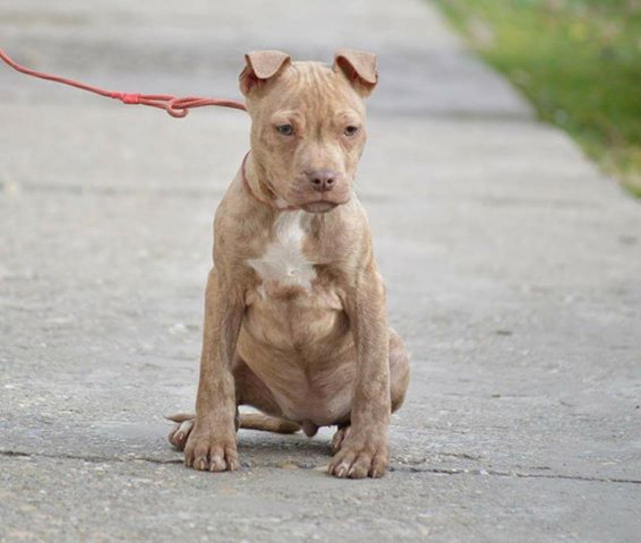 Photo of the dog