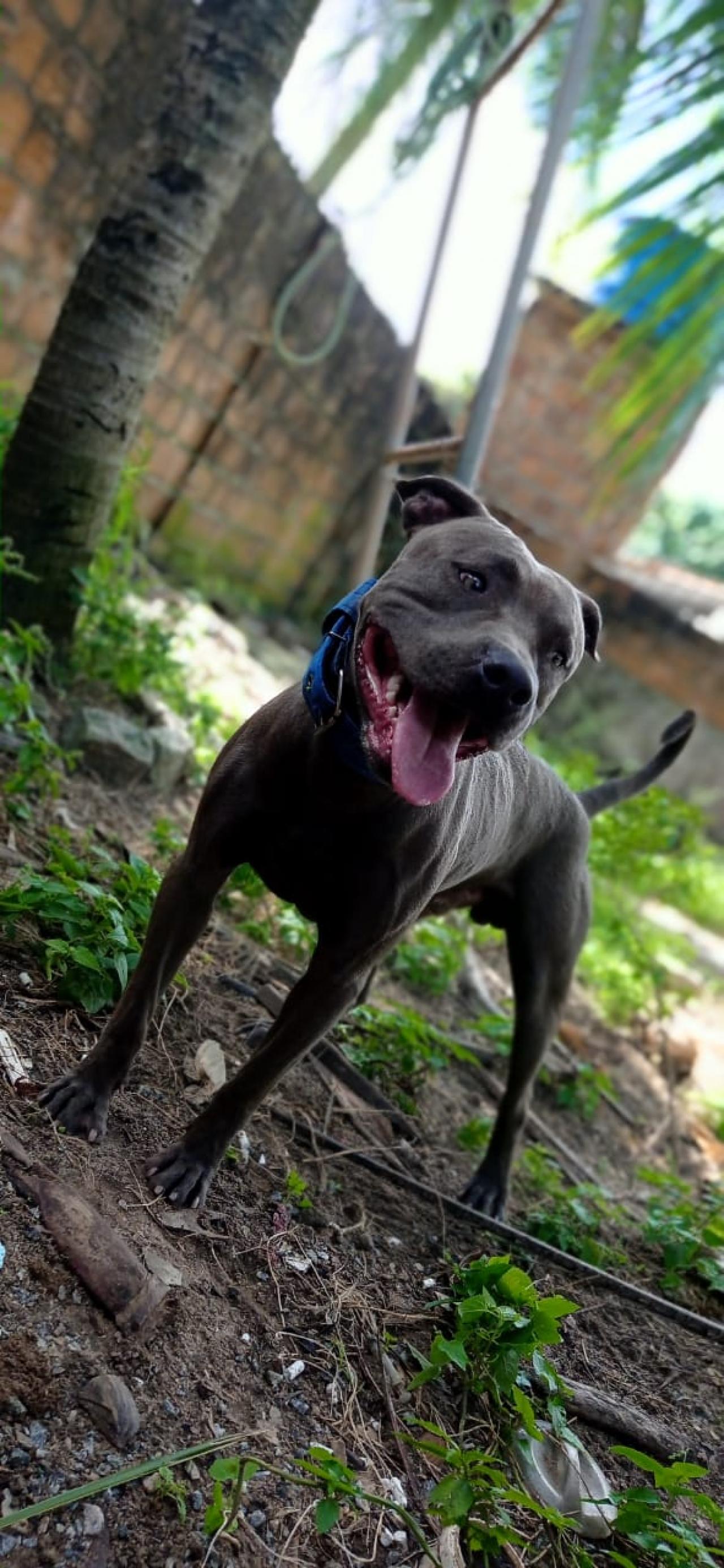 Photo of the dog