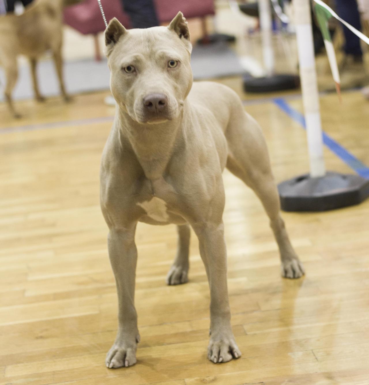 Photo of the dog