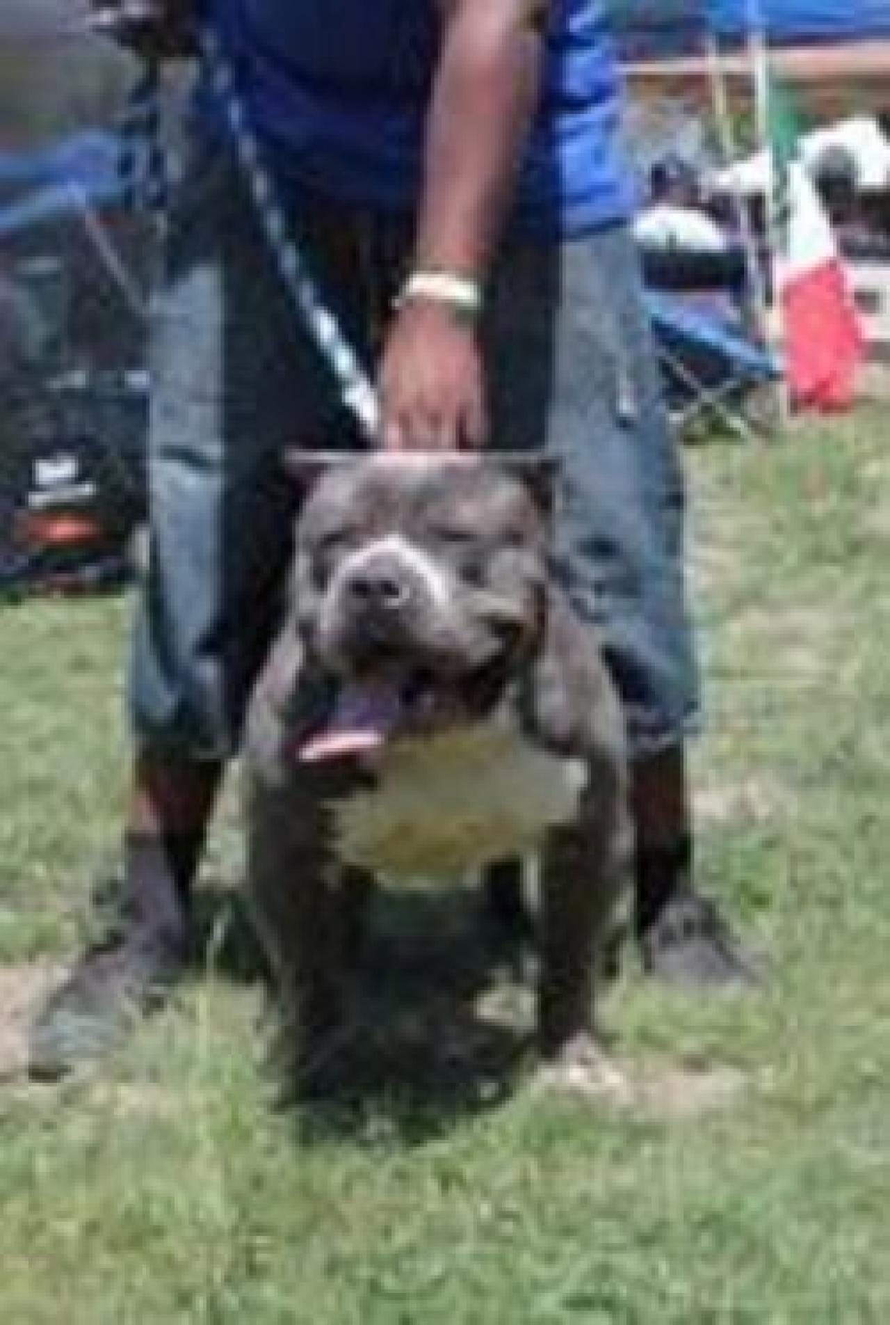 Photo of the dog
