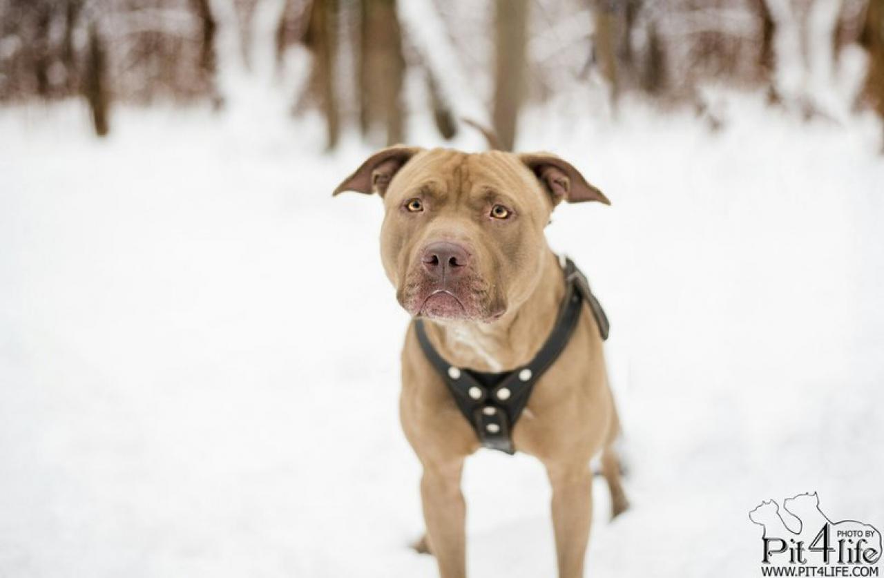 Photo of the dog