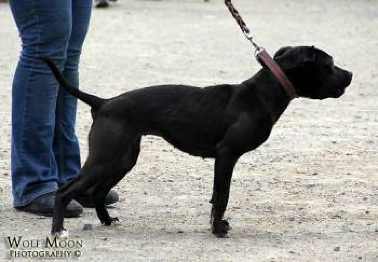Photo of the dog