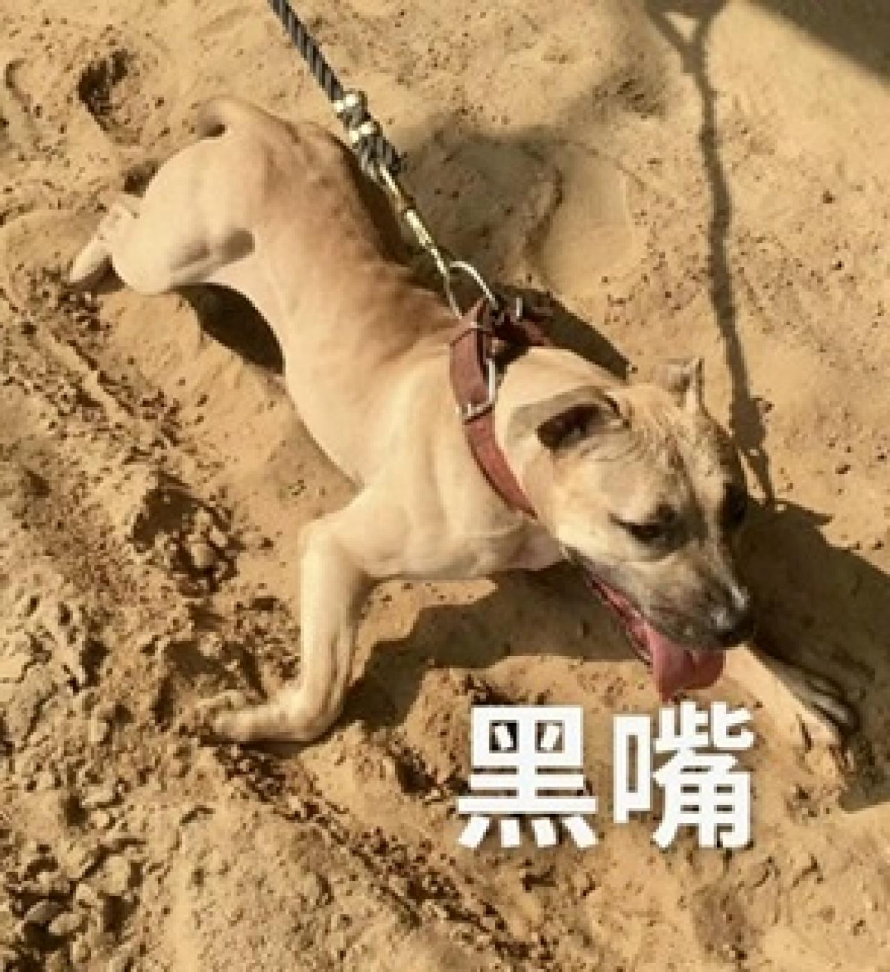 Photo of the dog