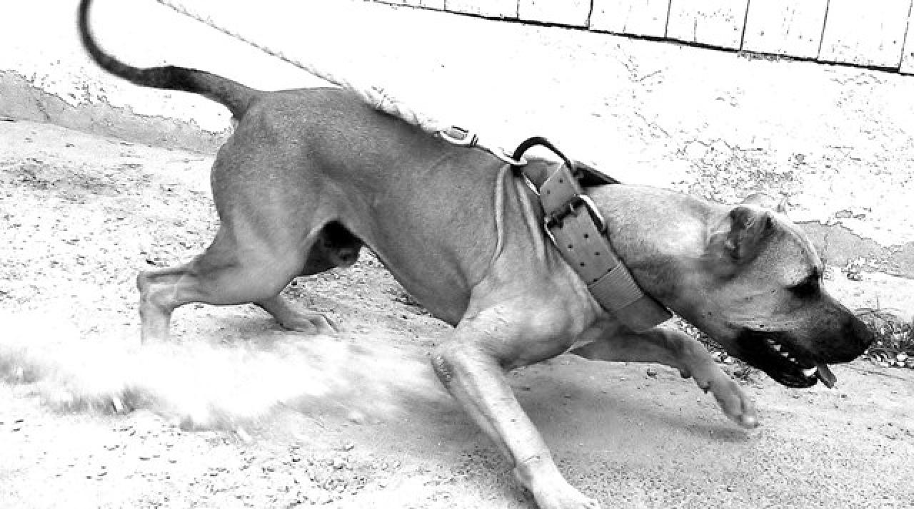 Photo of the dog