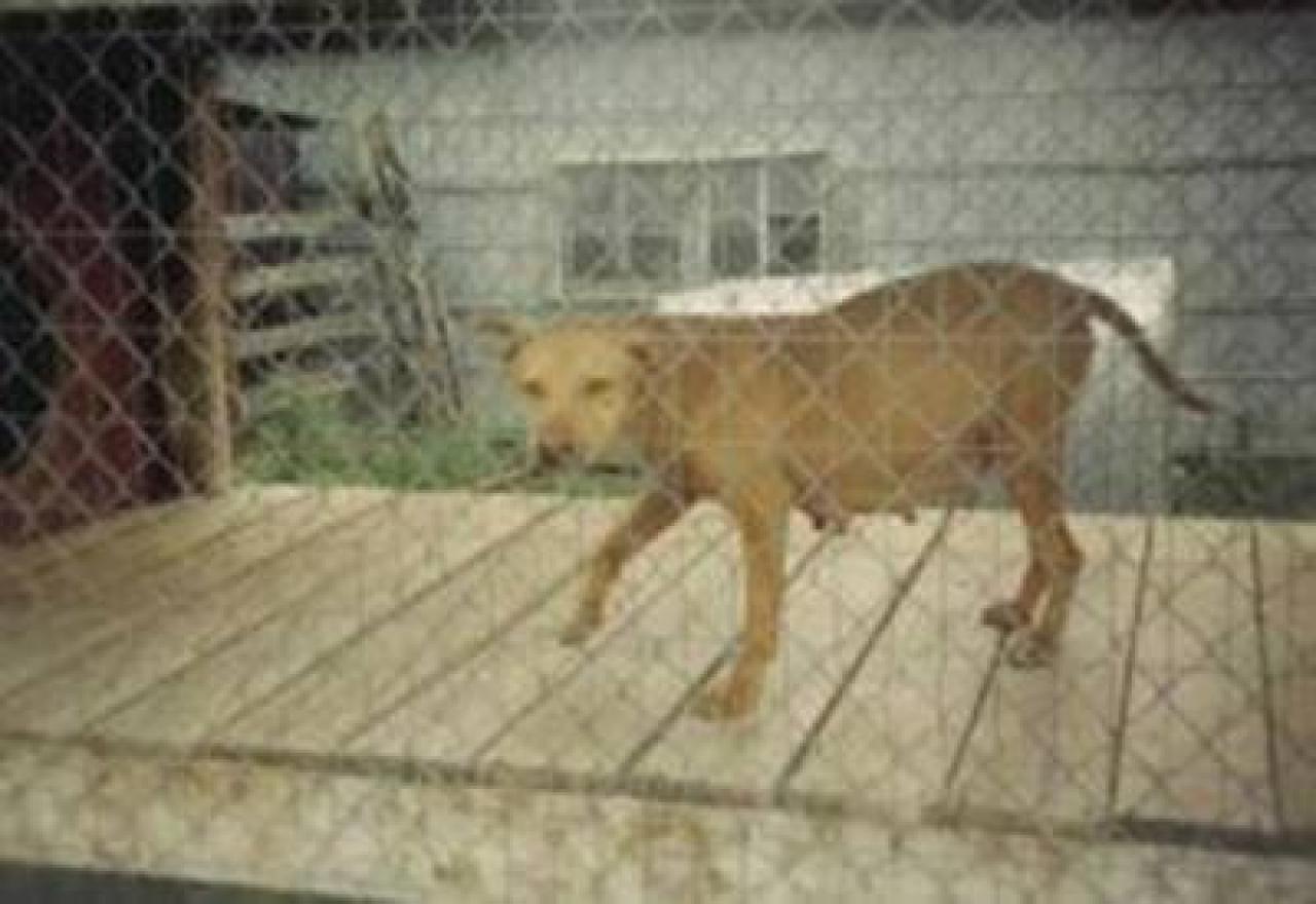 Photo of the dog