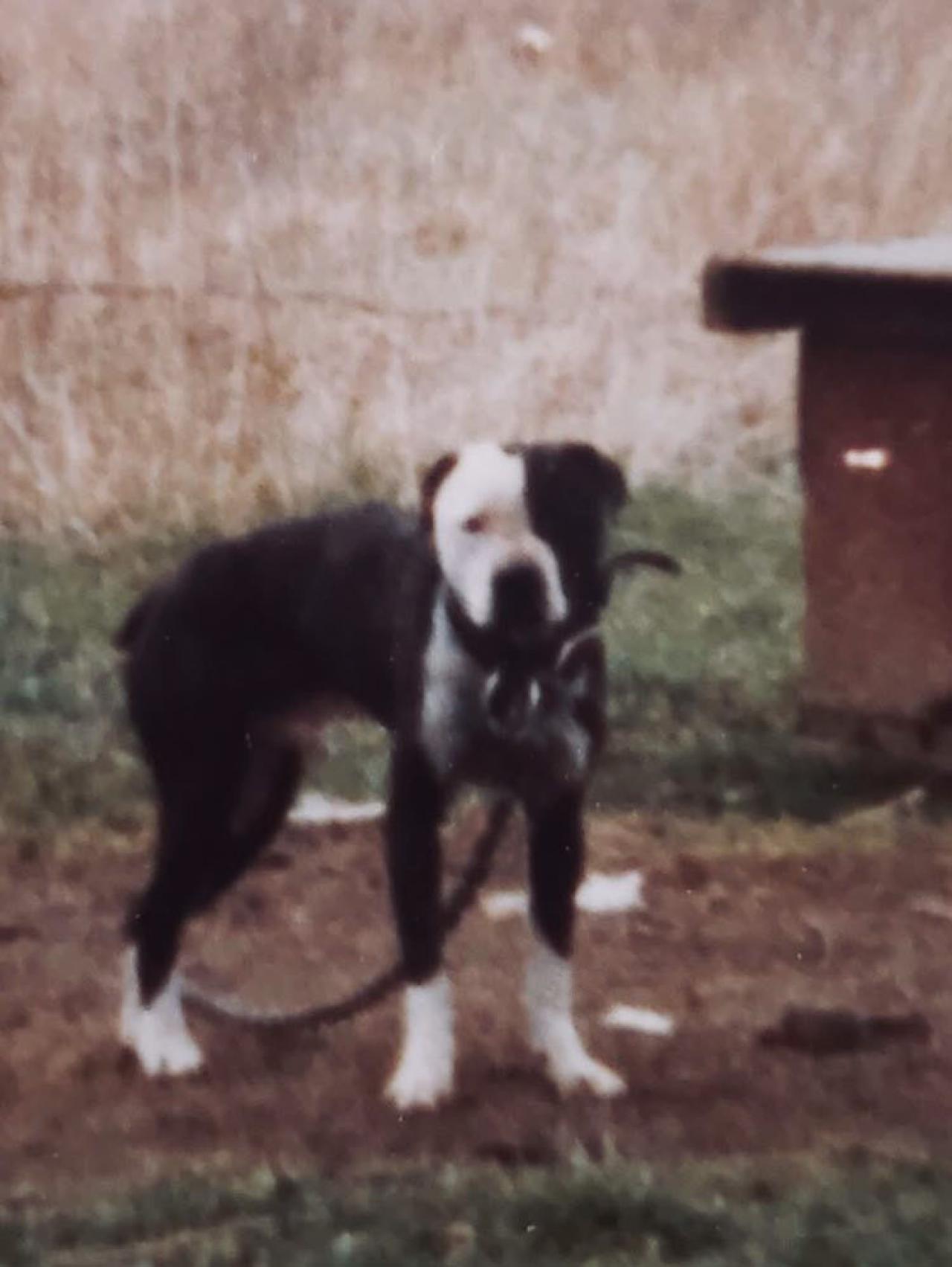 Photo of the dog