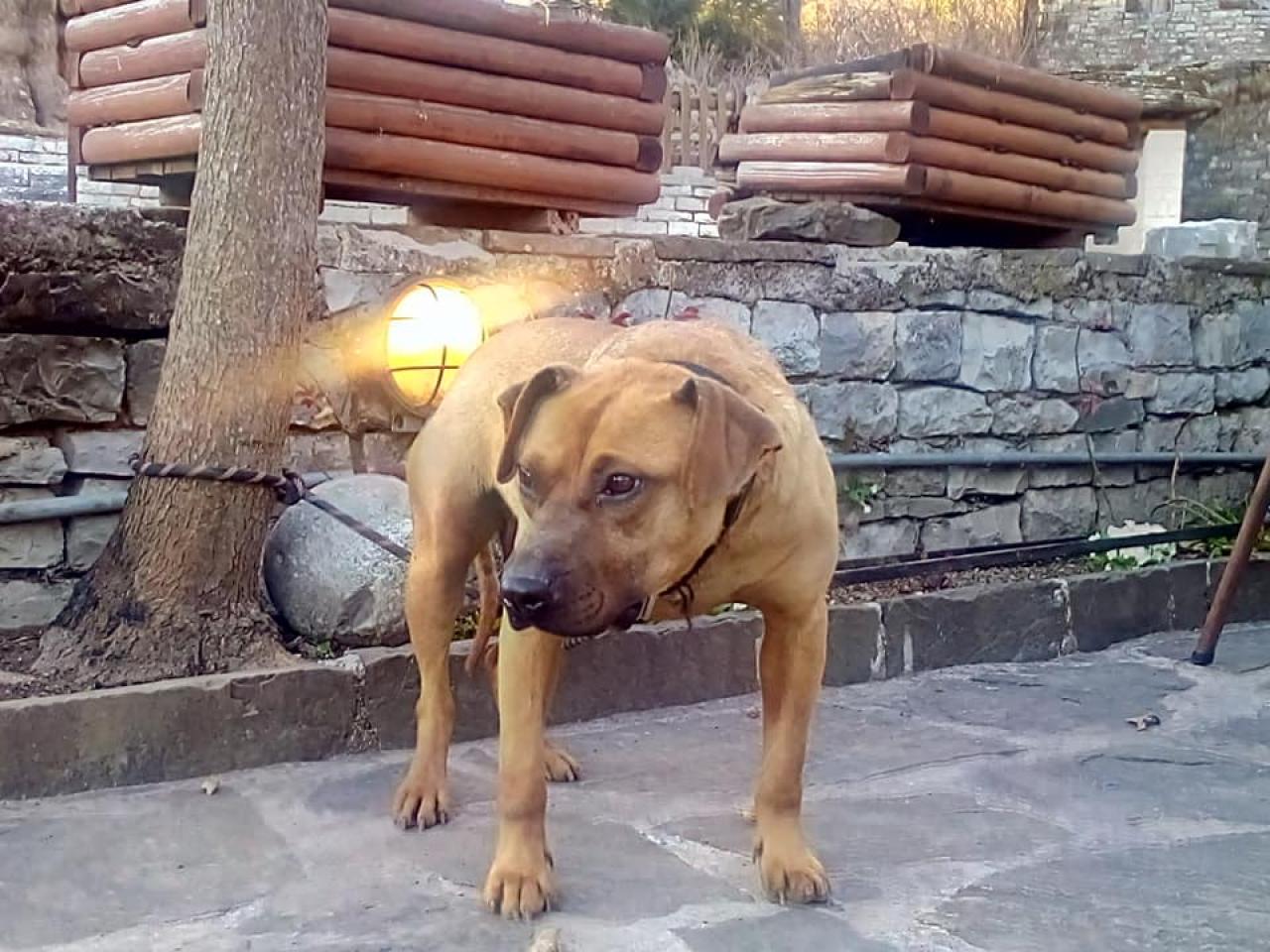 Photo of the dog