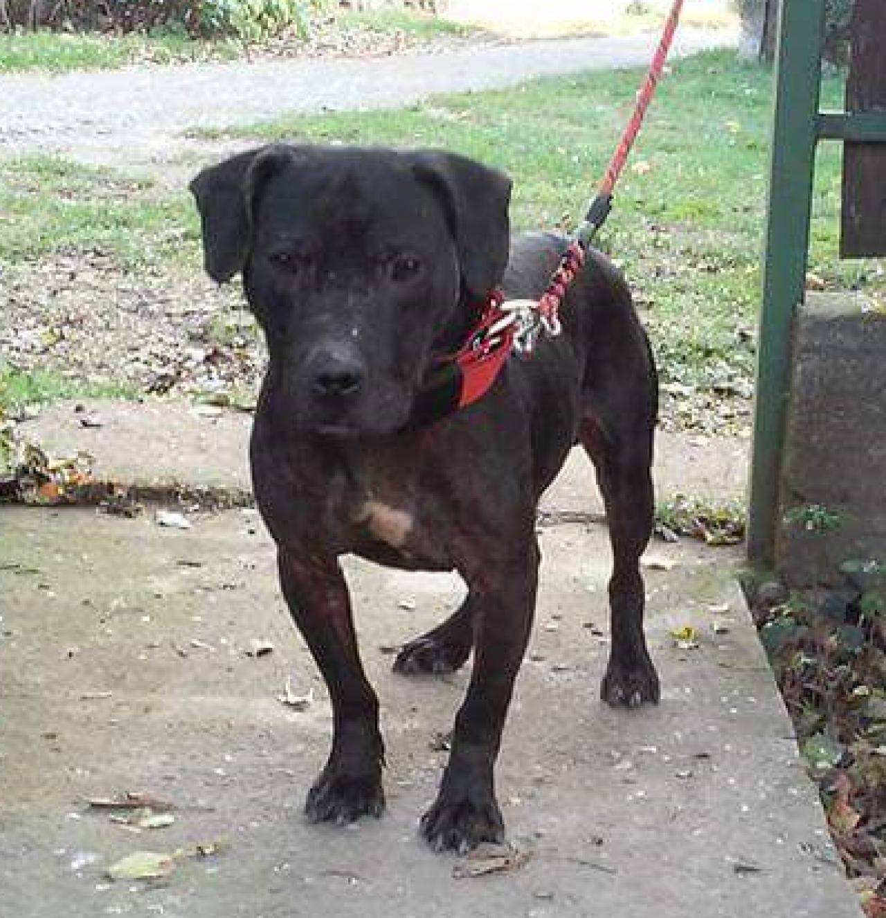 Photo of the dog