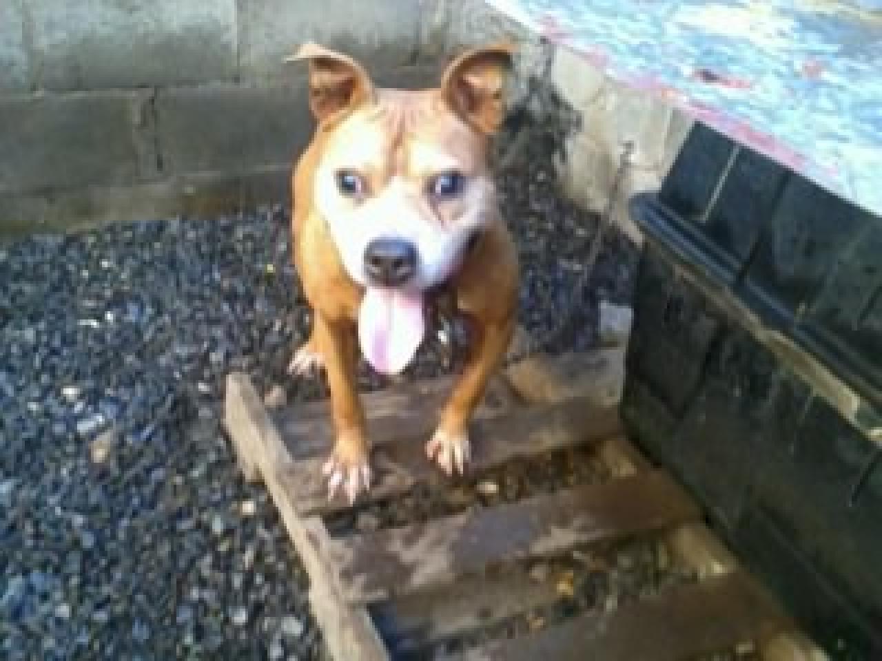 Photo of the dog