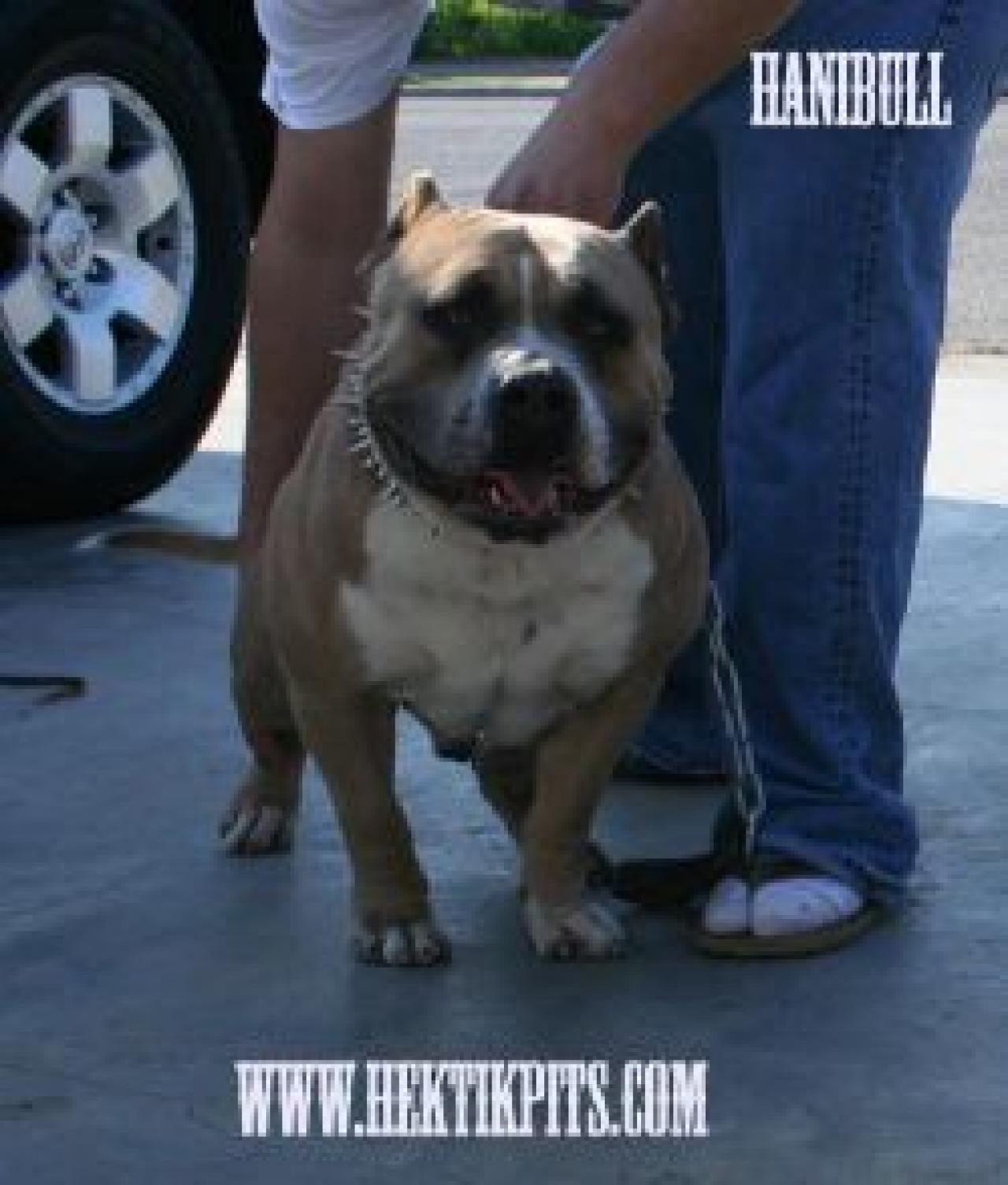 Photo of the dog