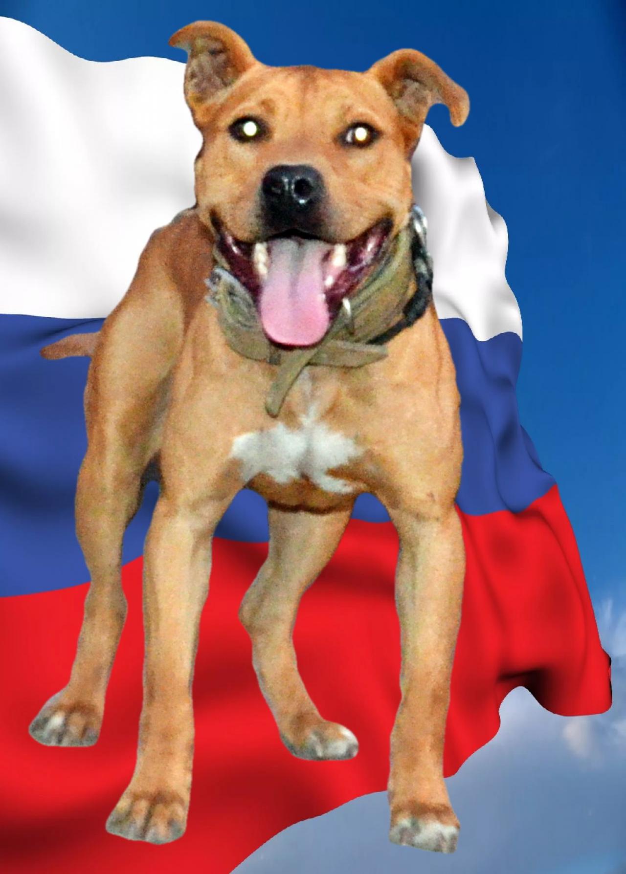 Photo of the dog
