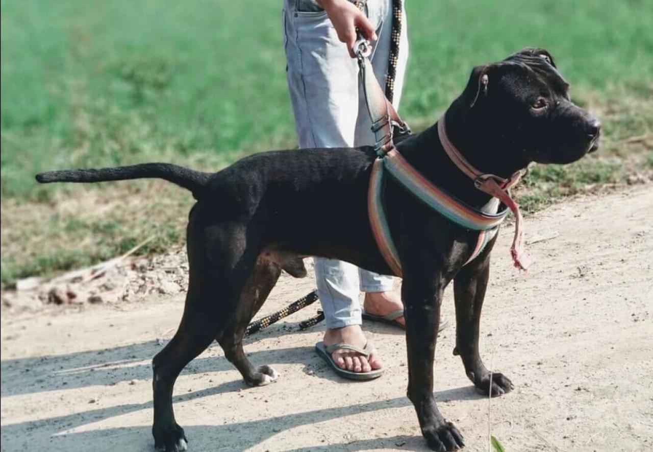 Photo of the dog