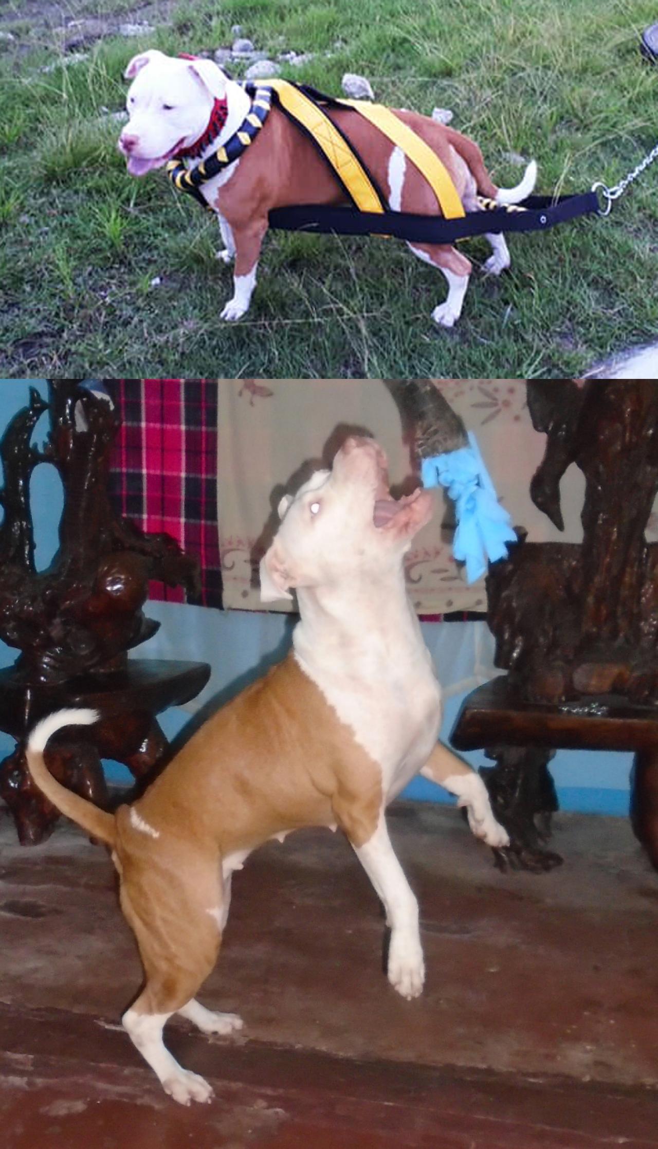 Photo of the dog