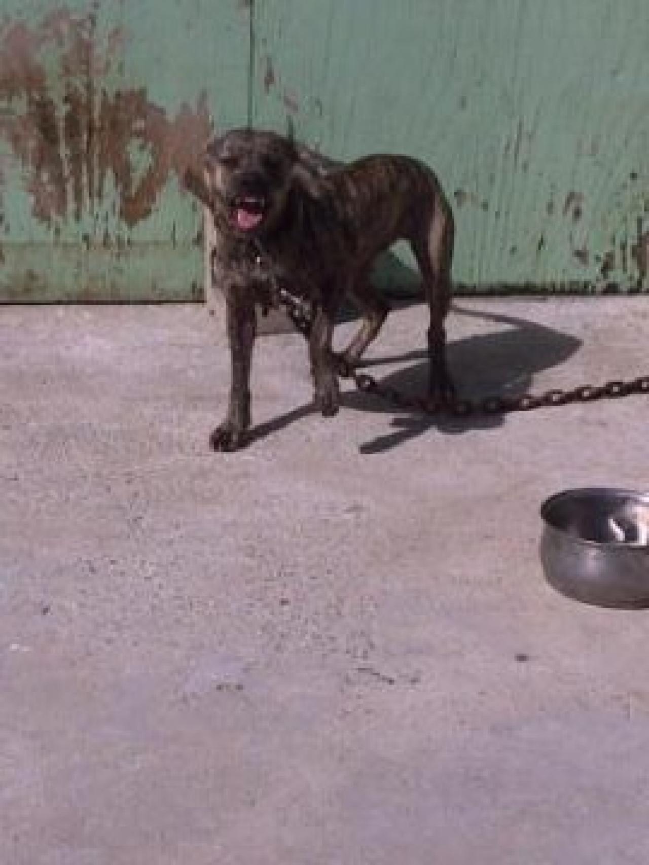 Photo of the dog