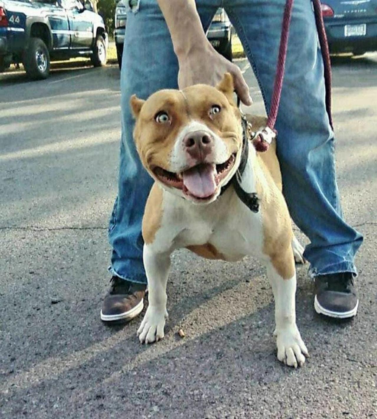 Photo of the dog