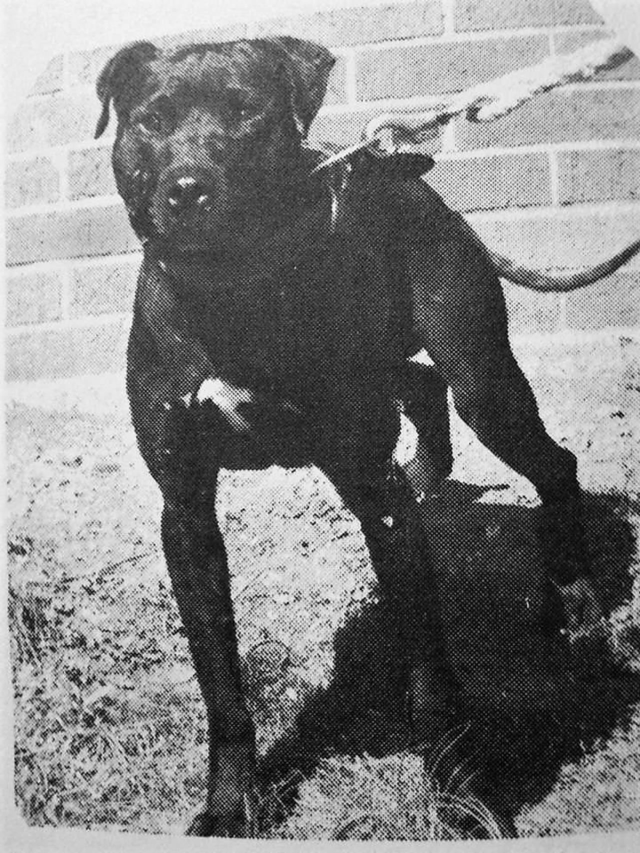 Photo of the dog