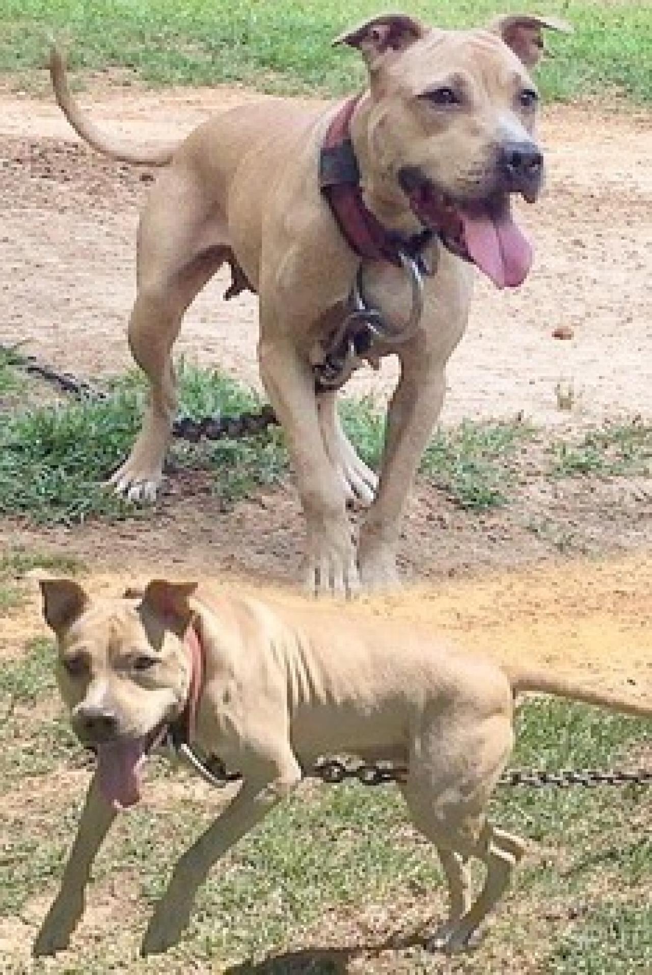 Photo of the dog