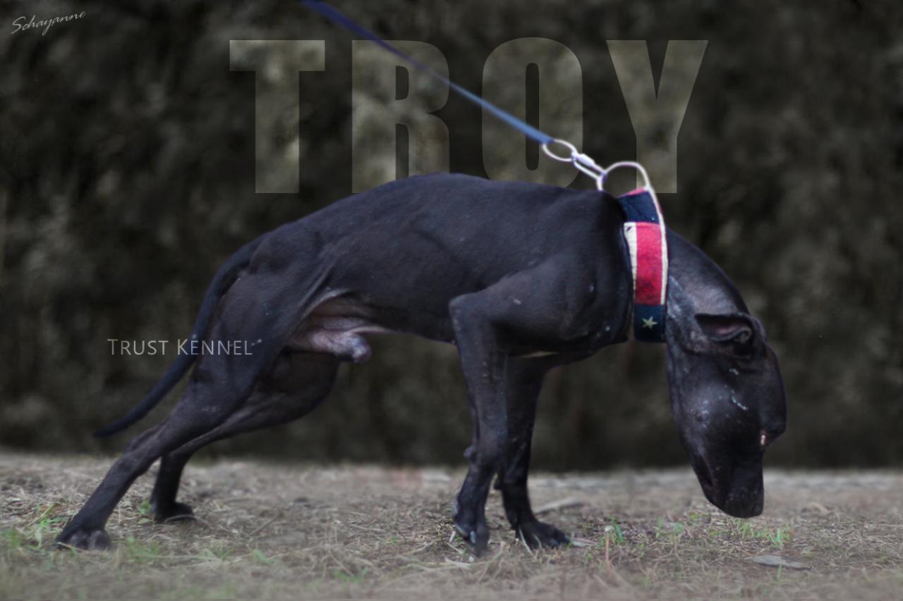 Photo of the dog