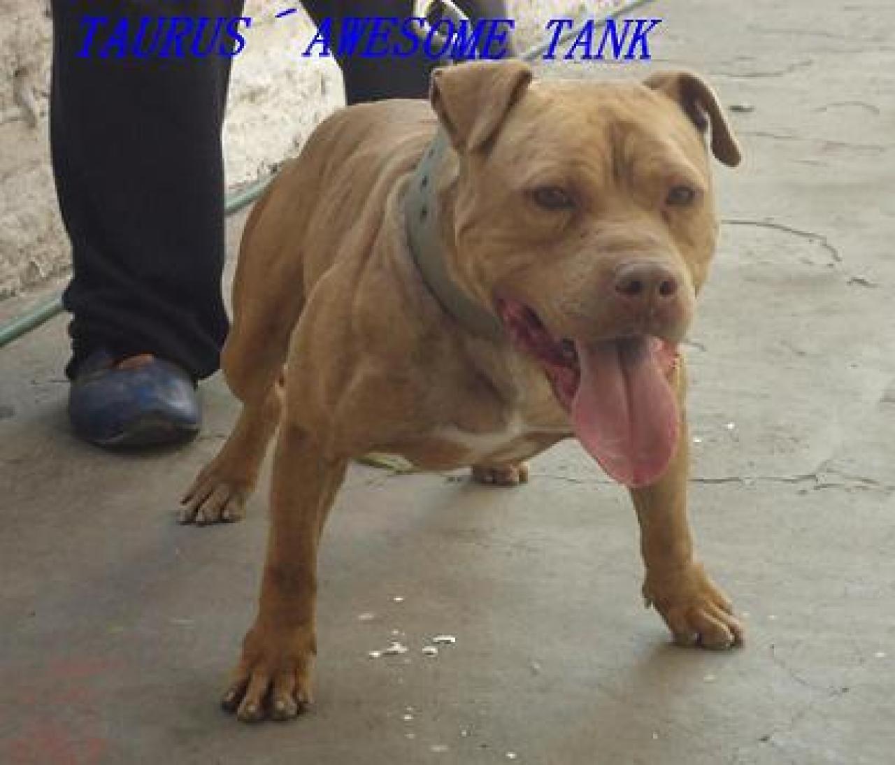 Photo of the dog
