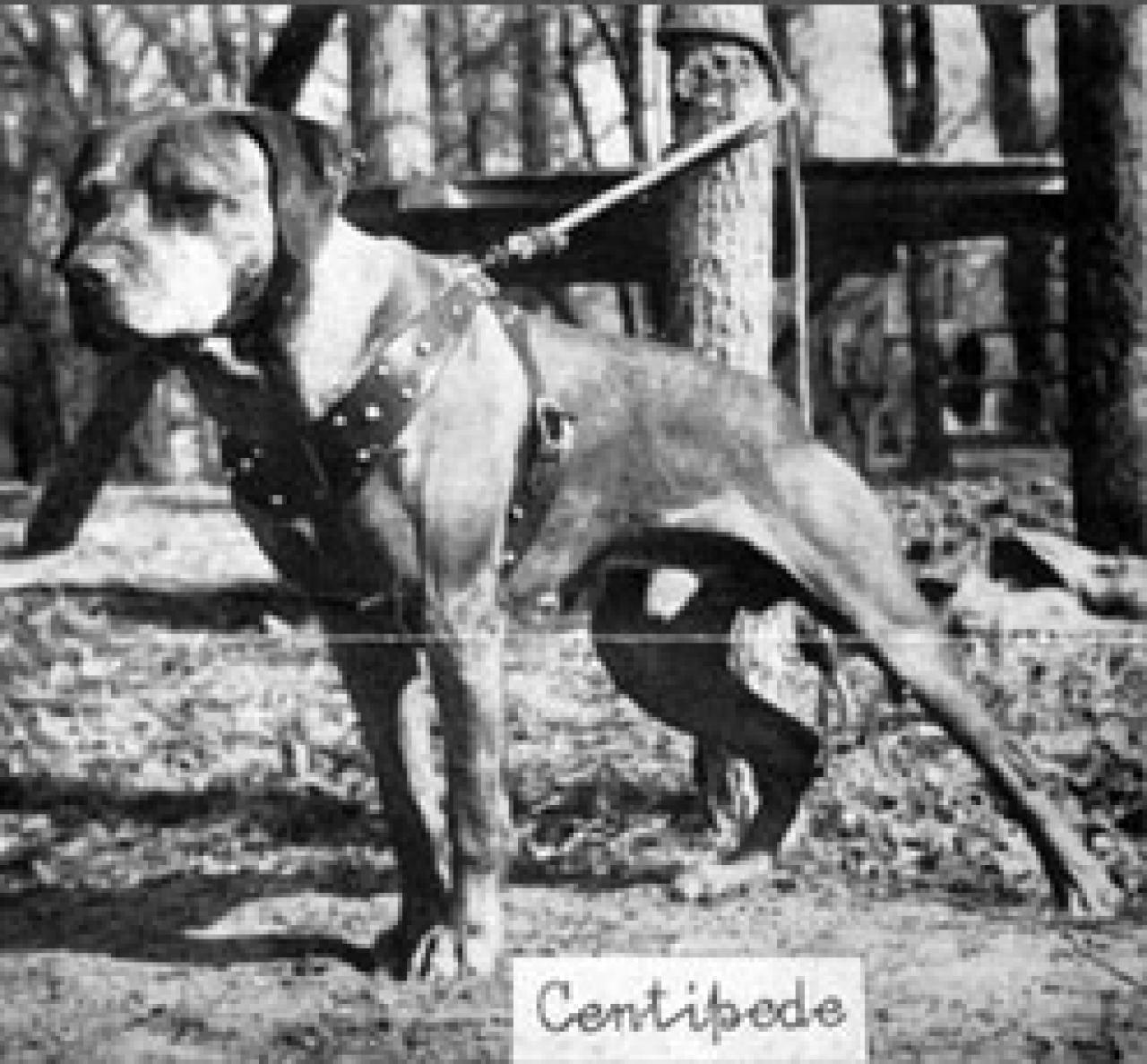 Photo of the dog