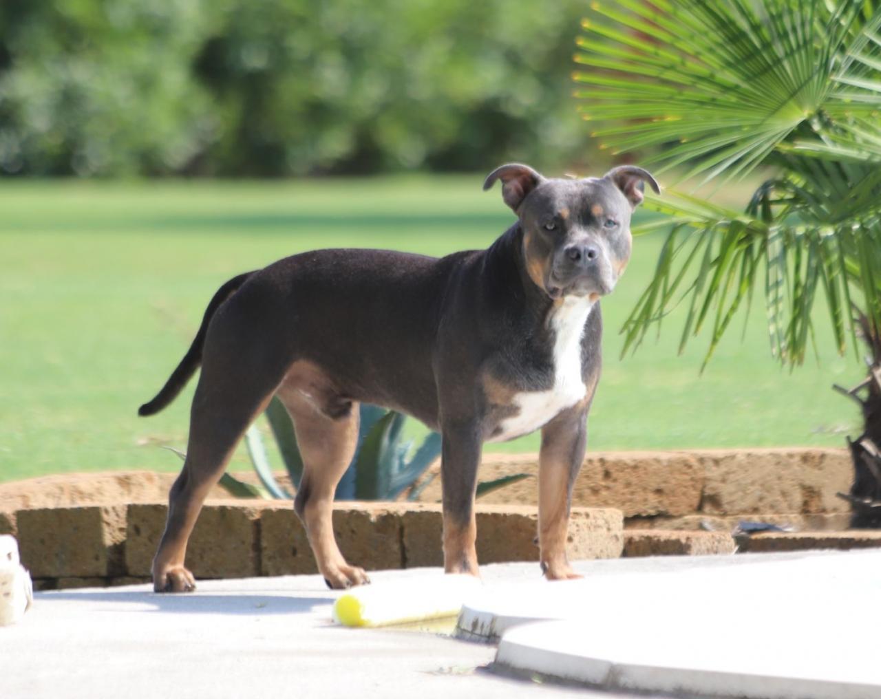 Photo of the dog
