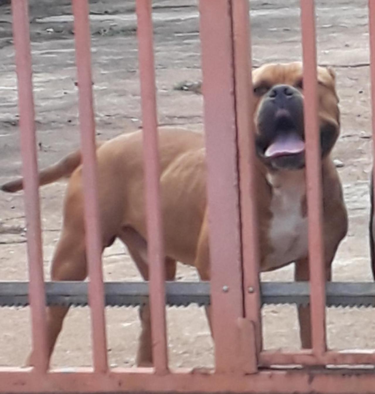 Photo of the dog