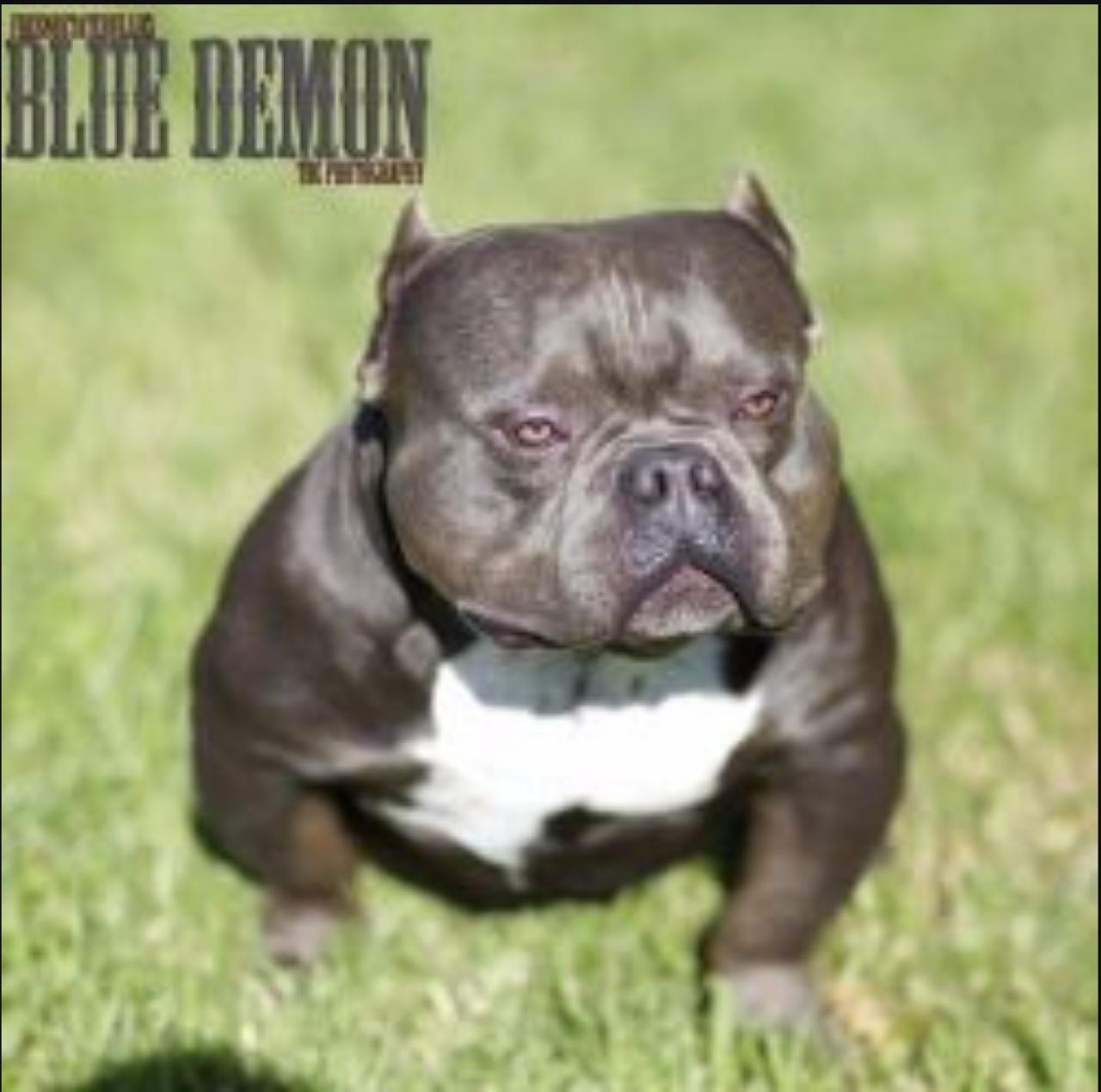 Photo of the dog