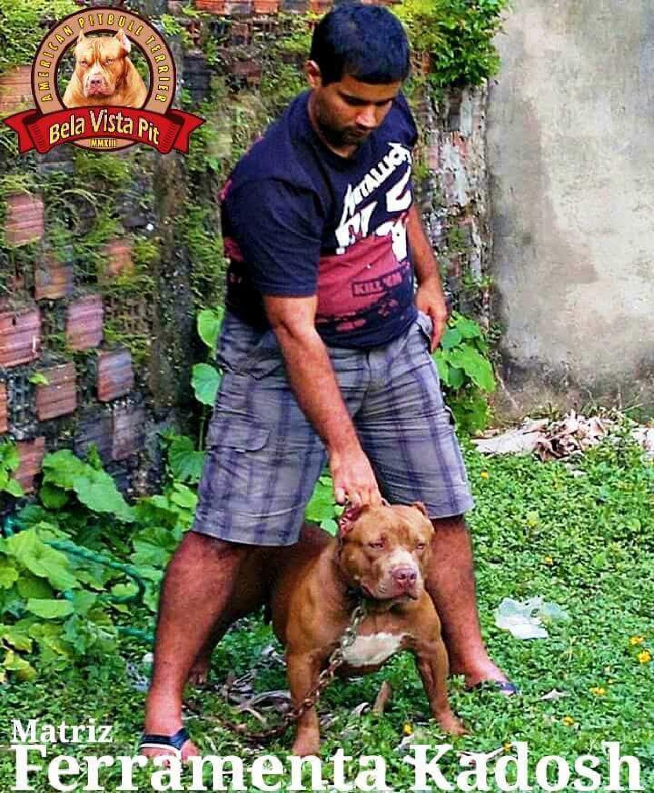Photo of the dog
