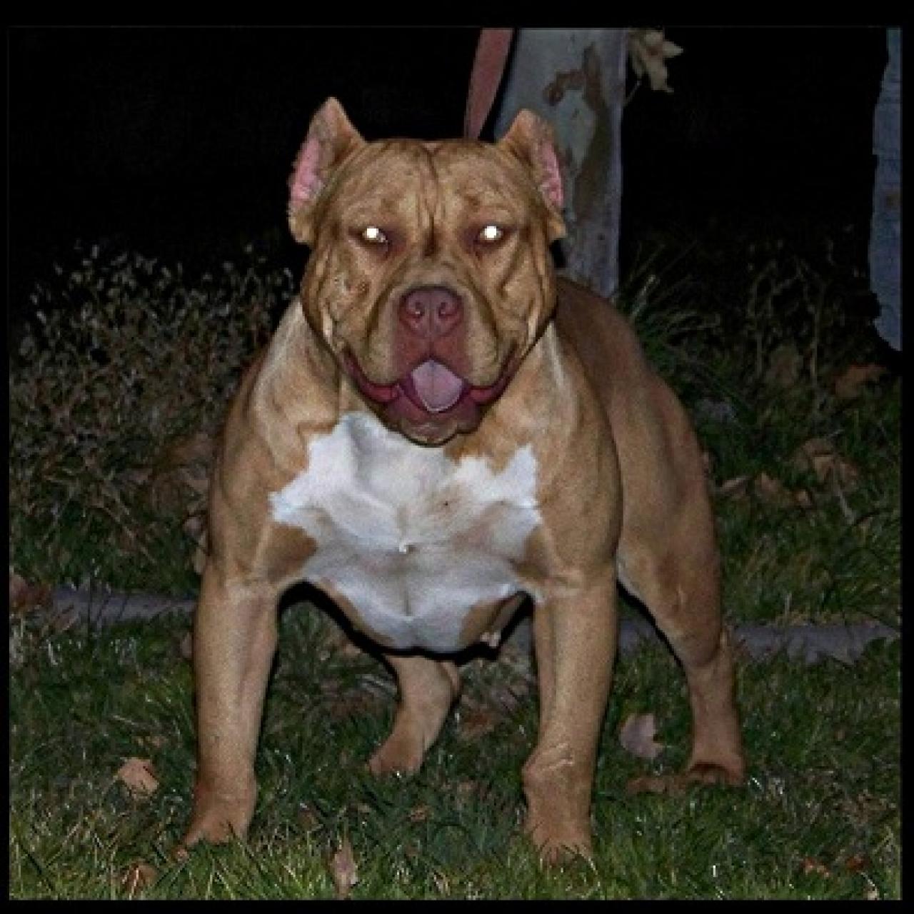 Photo of the dog